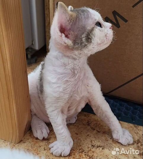 Девон-рекс малыши