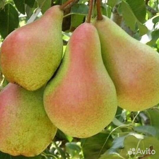 Саженцы груши