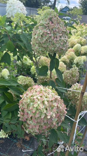 Гортензия метельчатая