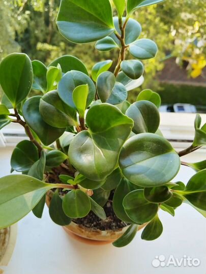 Комнатный цветок,Пеперомия