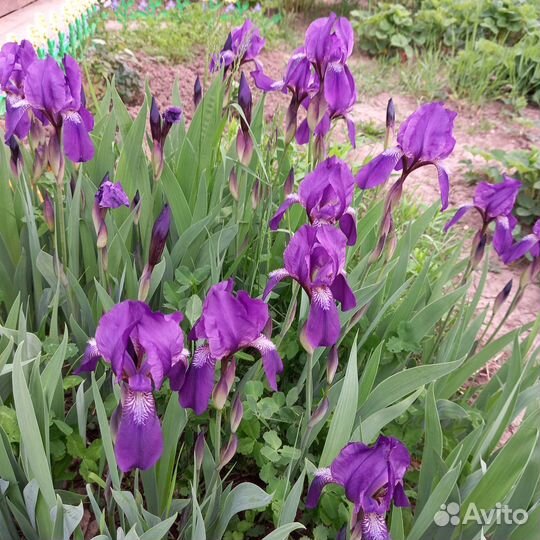Ирисы