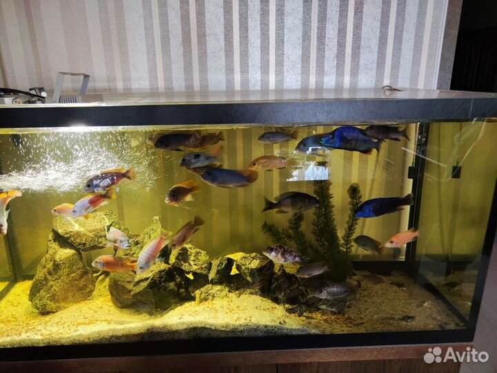 Цихлиды в дар