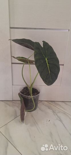 Алоказия Голден Бон (Золотая Кость)