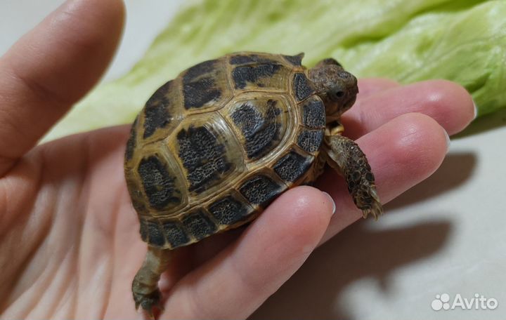 Черепаха