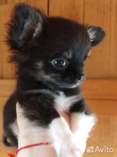 Чихуахуа.Мини мини мальчик