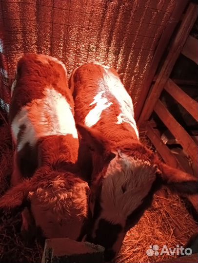 Бычки на откорм