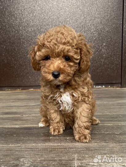 Щенки пуделя