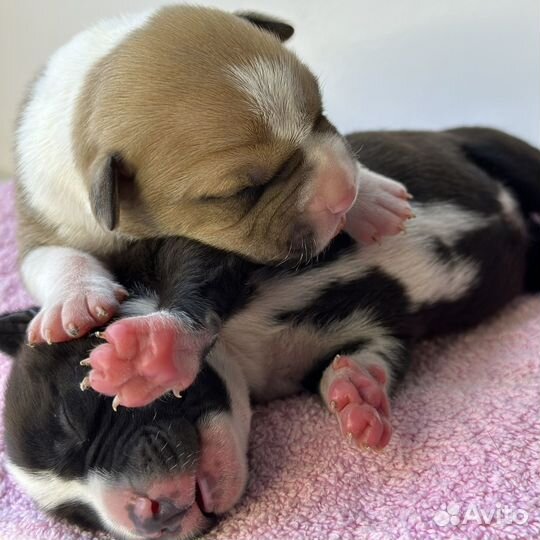 Щенки амстаффа