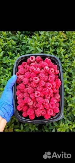 Клубника, малина, ежемалина