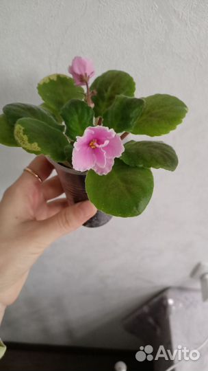 Комнатные цветы