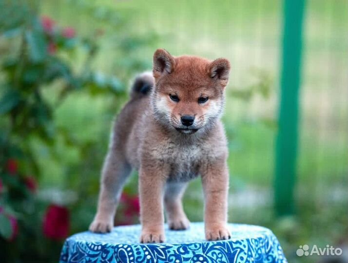 Шиба ину щенки