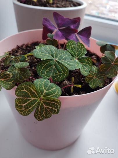 Аглаонема супер вайт