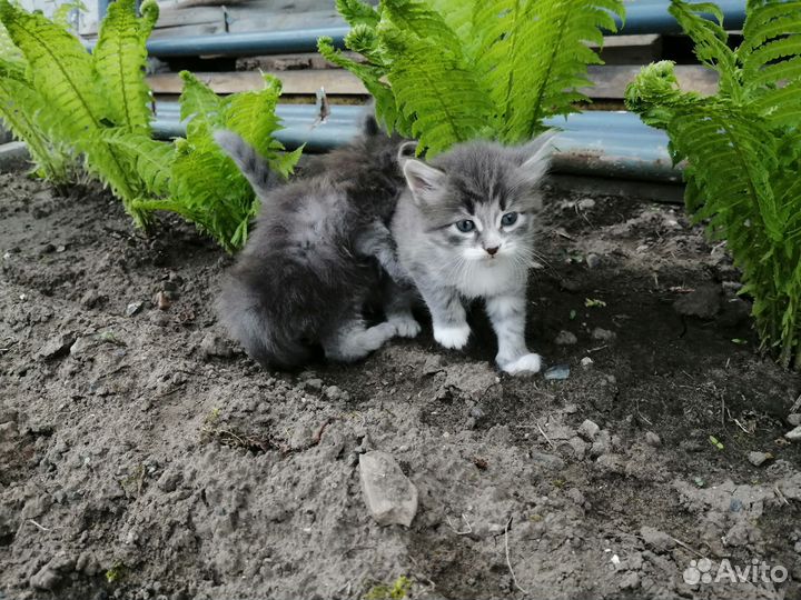 Котята