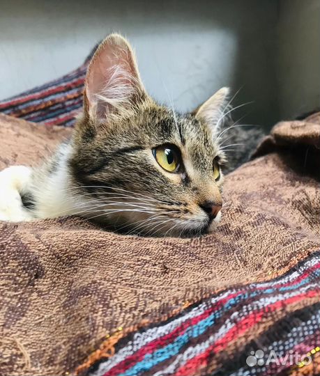 Ищет своих мам и пап малышка Песчанка