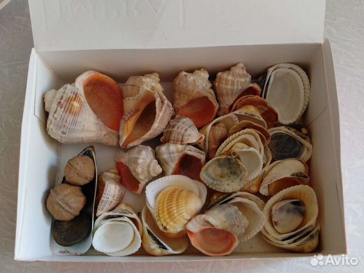 Ракушки и раковины с берегов Черного Моря
