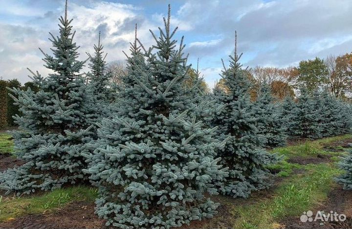 Ель саженцы Глаука Экстра из питомника