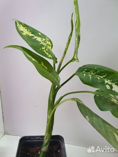 Диффенбахия