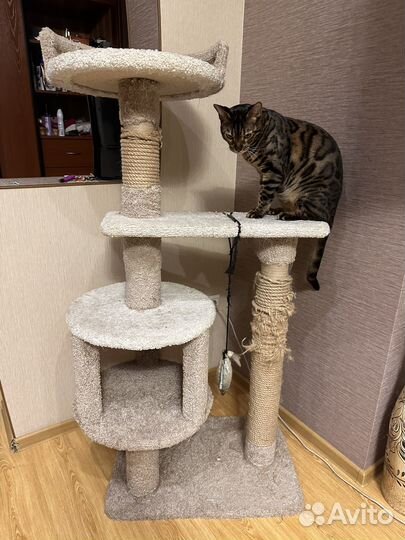 Когтеточка с домиком