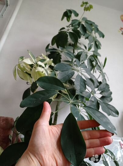 Шеффлера белая и зеленая из одного ствола 180см