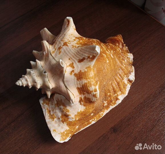 Ракушка морская огромная