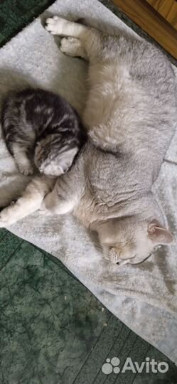 Серебристая шиншилла вислоухая