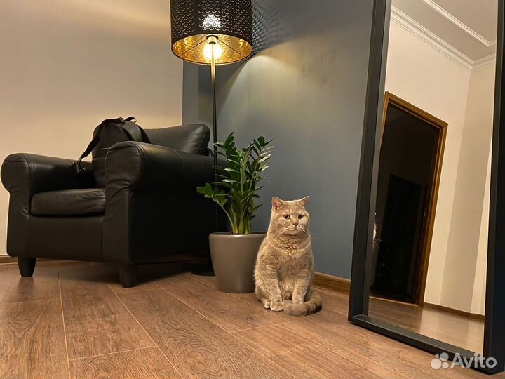 Отдам кота в добрые руки