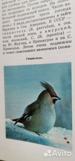 Лесная энциклопедия