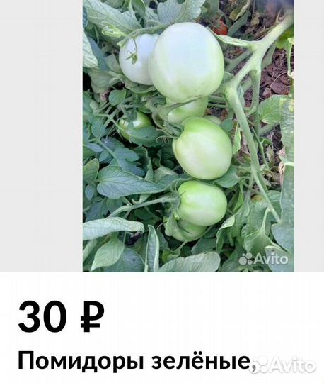 Помидоры зеленые свежие