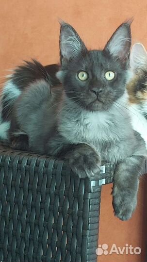 Котята мейн-кун