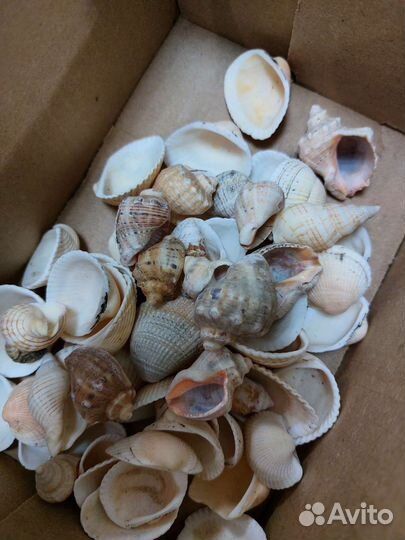 Морские ракушки раковины