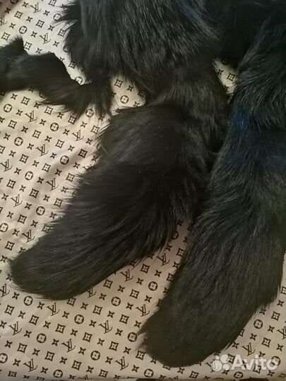 Хвост чернобурки