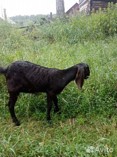 Козочка битал