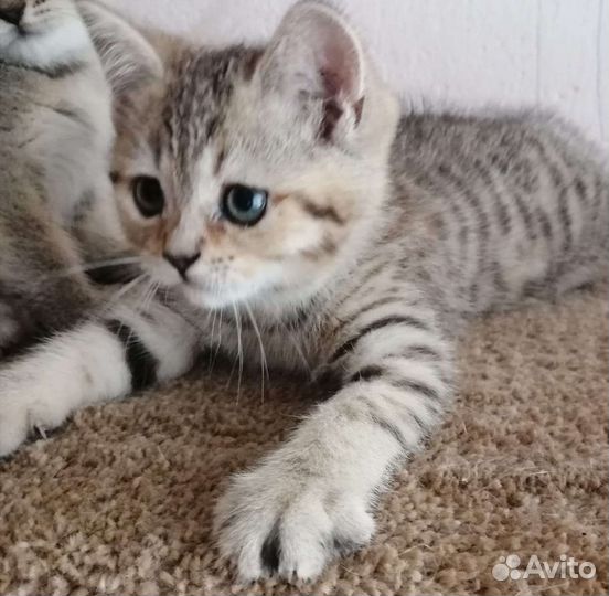Шотландские котята