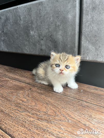 Продам шотландских котят