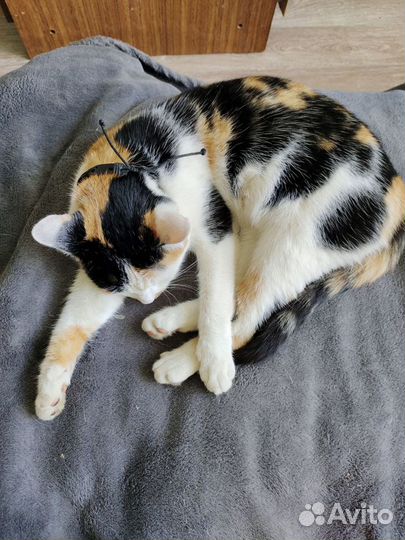 Молодая кошка