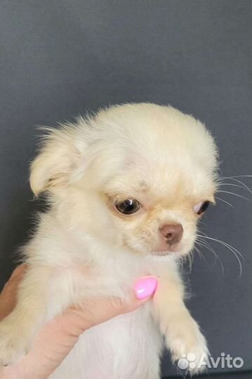 Щенки чихуахуа