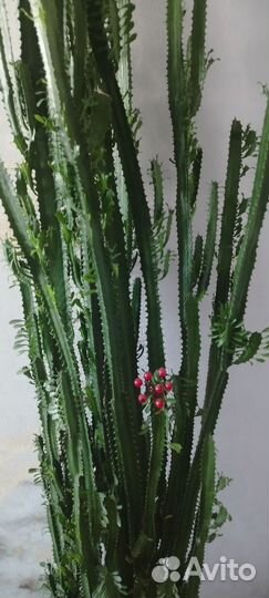 Кактус молочай