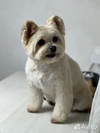 Стрижка йорка, шпица, пуделя