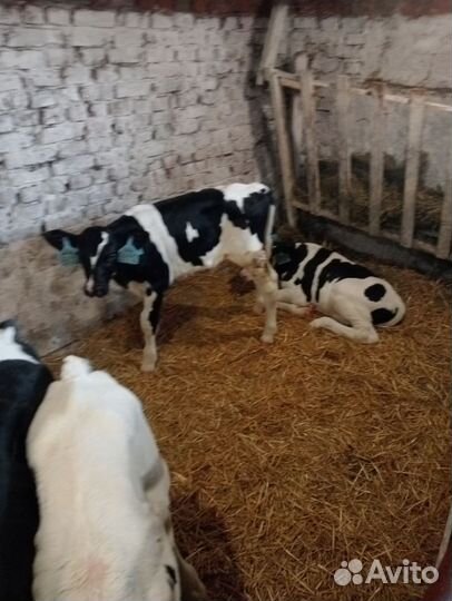 Бычки на откорм телята