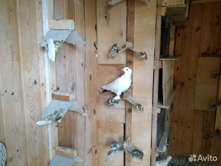 Голуби разные