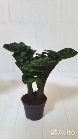 Замиокулькас Зензи замиифолия, долларовое дерево