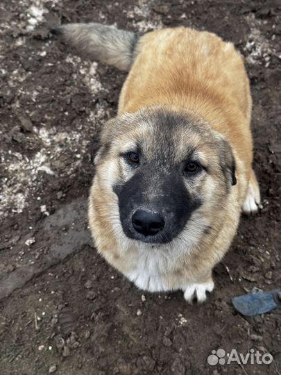 Помесь кавказца