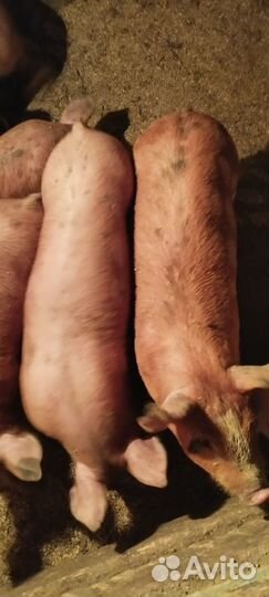 Поросята