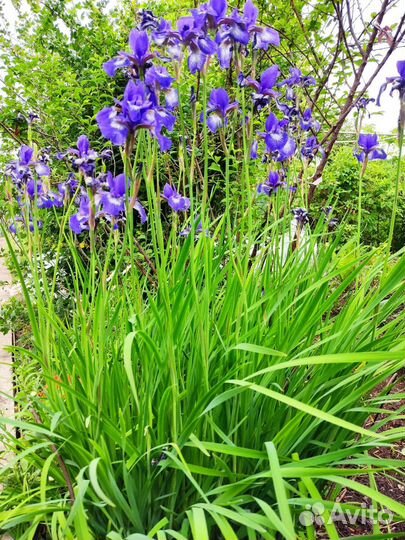 Ирис бородатые
