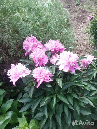 Пион розовый