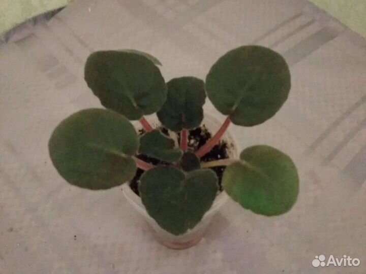 Сортовые фиалки