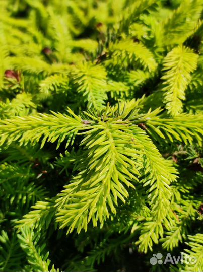 Ель нидиформис р9