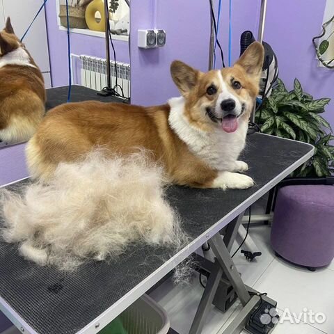 Стрижка собак экспресс линька бритье