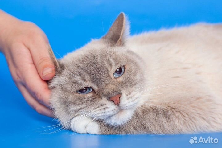 Тайский кот страдает в приюте