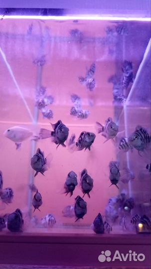 Аквариумные рыбки и растения в магазине м.Беляево